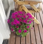 Florence Bergman - Facebook