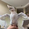 Florence The Bird! - @florencethebird - TikTok