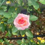 Florence - @florence_bloom23 - Instagram