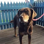 Florence: Boss of Spence - @florencetheshopdog - Instagram