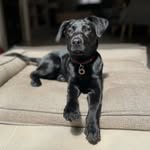 Shelby Florence aka Boss Dog - @miss_shelby_florence - Instagram