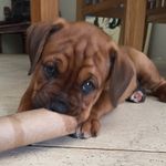 Florence The Boxweiler - @florencetheboxweiler - Instagram