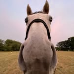 Florence Bragg - @florenceb_eventing - Instagram