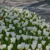 Florence Brooks - @florence.brooks5 - TikTok