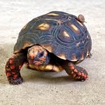 Florence the Cherry Head  🐢 - @enzotortoise - Instagram