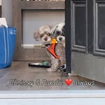 Florence Chong - @pawlacio_pets - Instagram