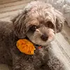 Florence Chong - @pawlaciopetsrockaways - TikTok