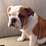 Florence Cooper 🐾🐶🇬🇧 - @florencethebulldogx - Instagram
