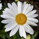 Florence Corbin - @florence.corbin.75 - Instagram
