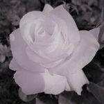 Florence R Craigdallie - @florencecraigdallie - Instagram