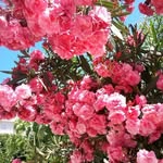 Florence Curtis - @florencecurtis52 - Instagram