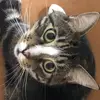 Youlovecats - @florencedarling47 - TikTok