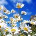 Lynn DeLong - Facebook