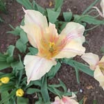 Florence Demers - @hengdykaruu19 - Instagram