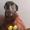 furiou_jamper overspespako - @florencedevriesef - TikTok