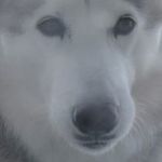 Florence Harding Doucet - @nannyluvsdogz - Instagram