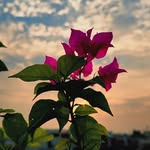 Florence_dove - @krista_bella4 - Instagram