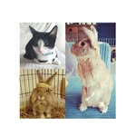 William, Florence 🐰🐇 Edison 😺 - @thelopthelionanded - Instagram