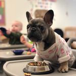 Florence Nightingale Edwards - @frenchietheflorence - Instagram