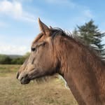 Florence Fix - @equilarzac - Instagram
