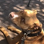 Florence Fuentes-CPDT - @your_pets_buddies - Instagram