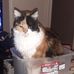 Florence Gauthier - Facebook