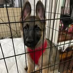 Florence - @florence_german_shepherd - Instagram