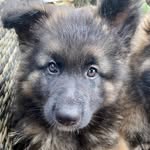 Florence the German Shepherd 🇬🇧 - @florence_gsd - Instagram