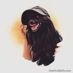Florence the german spitz - @flo.the.spitz - Instagram