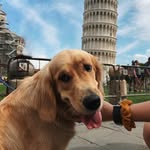 hi it’s haley - @goodest.dogs.of.florence - Instagram