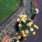 Florence Greene - @florencegreene589 - Instagram