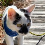 Maui Florence Greene - @maui_._the_._cat - Instagram