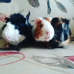 Dolly, Fruki, Schin and Kuat - @florenceguineapigs - Instagram