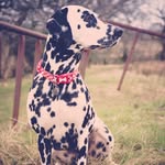 Florence Harding - @florenceddog - Instagram