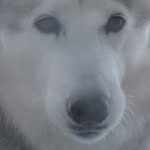 Florence Harding Doucet - @nannyluvsdogz - Instagram