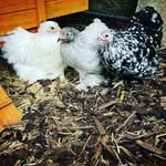 Florence Hardy - @flo_corn_with_uni - Instagram