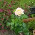 Evelyn Florence Harper - Facebook