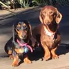 Harvey and Florence - @harvey1florence2 - TikTok