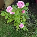 Florence Hebert - @florence.hebert.332 - Instagram