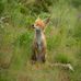 Florence Hinton - Facebook