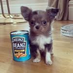 Florence Holmes 💕🐾 - @princessflorenceofprestonhall - Instagram