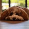 FlorenceHouseFP - @florencehousefp - TikTok