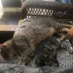 Mathilda Florence Keating - @kittysare_adorable - Instagram