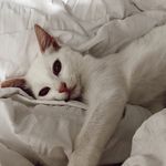 Delilah Florence Koch - @heytheredelilahkitten - Instagram