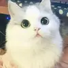 florencelai170 - @florencelai170 - TikTok