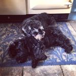 Florence & Lottie ❤️🐶🐶 - @florencelottieschnauzers - Instagram