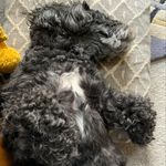 Florence&LottieShoodle - @florence.lottie.shoodle - Instagram