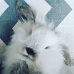 Florence mayo - @pompom_the__bunny - Instagram