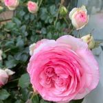 Florence Nicolas - @florence.nicolas.44 - Instagram
