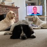 Florence, Otto & Hugo - @greenwood.gruffs - Instagram
